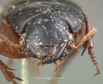 Media type: image;   Entomology 5895 Aspect: head frontal view